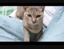 【ぬこ】みゅうたんをただモフるだけ