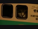 拾いねこ＠生後1161/1128日目　車窓からこんばんは。