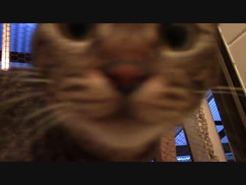 きょうの【蒼民家の猫々】