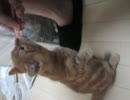 ちろるが立った！！