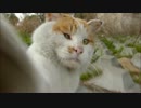 【1:08頃衝撃】デブ野良猫にカメラを向けたらとんでもないことにwww
