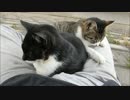 やたら人懐こい野良猫2匹が膝の上に乗っかってきたwww