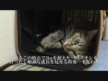 保護猫2号、保護してから三か月ヒストリー　8週目～3か月