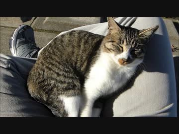 やたら人懐こい野良猫が膝の上で爆睡www