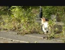 子猫　VS　カニ　ww