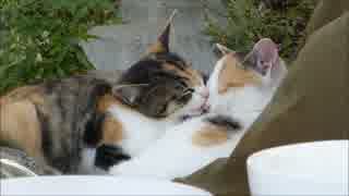 子猫を舐めまくる子猫www