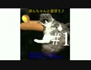 【猫叉】ぽんちゃんと遊ぼう#1【猫動画】