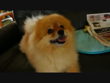 ポメラニアンにちょっかいを出す。