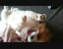 首元が気になる犬