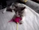 ナテコ050815