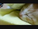 猫の赤ちゃんを保護 ～初日～