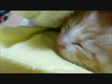 猫の赤ちゃんを保護 ～初日～