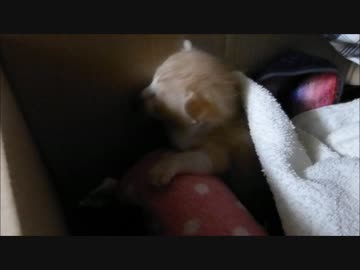 猫の赤ちゃんを保護 ～初日②～