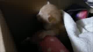 猫の赤ちゃんを保護 ～初日②～