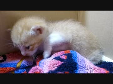 猫の赤ちゃんを保護 ～２日目～