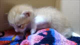 猫の赤ちゃんを保護 ～２日目～