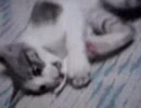 ナテコ050820