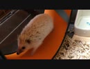 ハリネズミ と 回し車