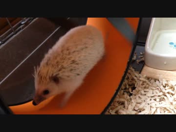 ハリネズミ と 回し車