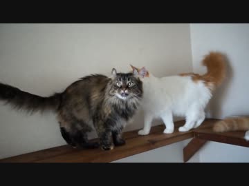 【#448】 なでまち　【猫万歳】