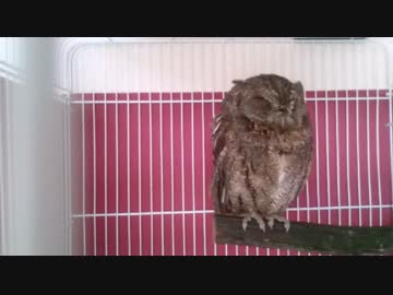 フクロウが寝る瞬間を撮影してみた