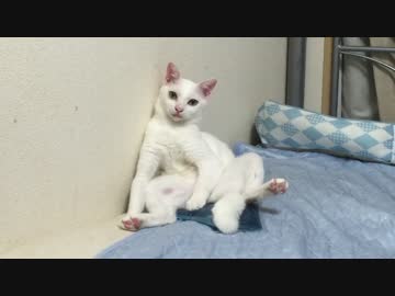 【ω閲覧注意】保護猫2号、旅立ちの時を迎える