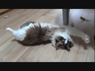 ラグドールのレオ　Vol91 レオに可愛いライバル登場！？