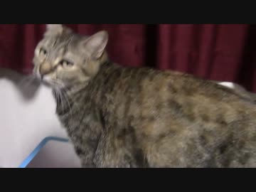 拾いねこ＠生後1165/1132日目　匠さん帰宅時のアコツキ