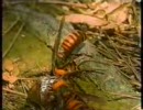 スズメバチ vs カマキリ