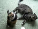 猫に絡む兎（怠惰篇