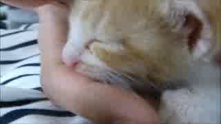 保護猫赤ちゃん、指をチュパチュパ吸う