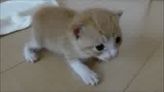 保護猫赤ちゃん、名前「ルゥ」に決定