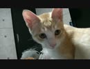 ωを取られる前に猫の心境を聞いてみた【ωティガロビ生活記ω】
