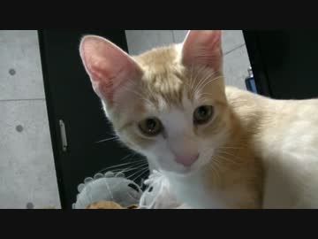 ωを取られる前に猫の心境を聞いてみた【ωティガロビ生活記ω】