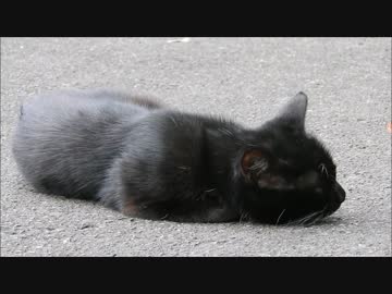 三毛猫