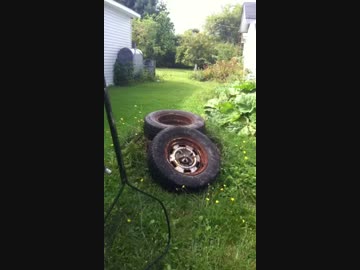 廃タイヤホイールにハマったアライグマをレスキュー