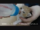 保護猫赤ちゃん、ミルクをごくごく
