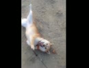 あにまるいんむ