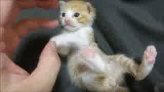 保護猫赤ちゃん、超ご機嫌モード♪