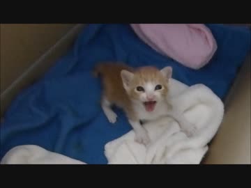 保護猫赤ちゃん、「ここから出せ～～」