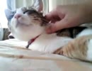 うちの猫：メイちゃんミクちゃん　４２　ミクが添い寝してやるにゃ
