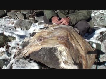 二年目狩猟生活（その４２）