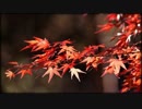 After Effects】　画面切り替え（Ⅰ）　【成長録⑥】