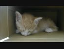 保護猫赤ちゃん、箱の中で爆睡zzz