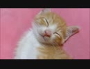 保護猫赤ちゃん、可愛い寝顔♪♪