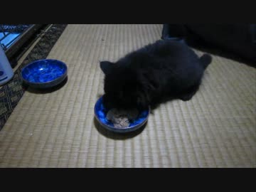 【ぬこ動画】うちの新入り君