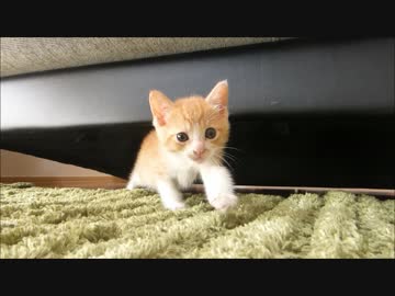 保護猫赤ちゃん、ゆ～～っくり近づいてくるww
