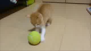 保護猫赤ちゃん、テニスボールに大興奮!!