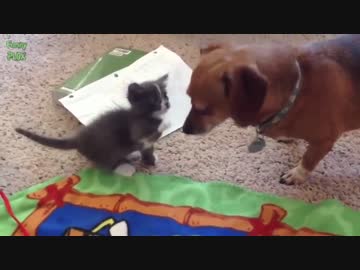 まるで夫婦！仲が良い犬＆猫動画