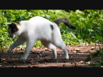 蚊から逃げる猫